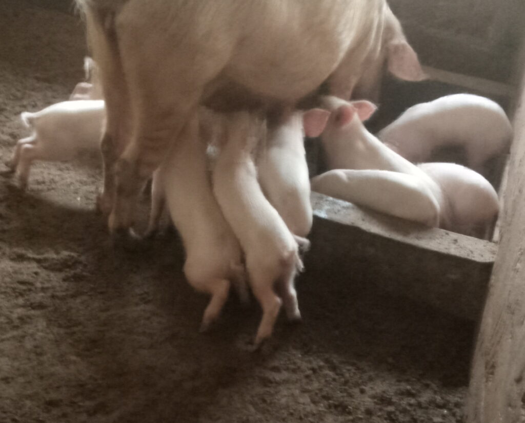 IMG_20230218_070234_665